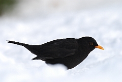 David Plant Photography - Wildlife Photographer - Blackbird male - C